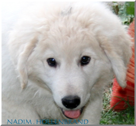 ...Najeebah, Nadim, Narzissi 048