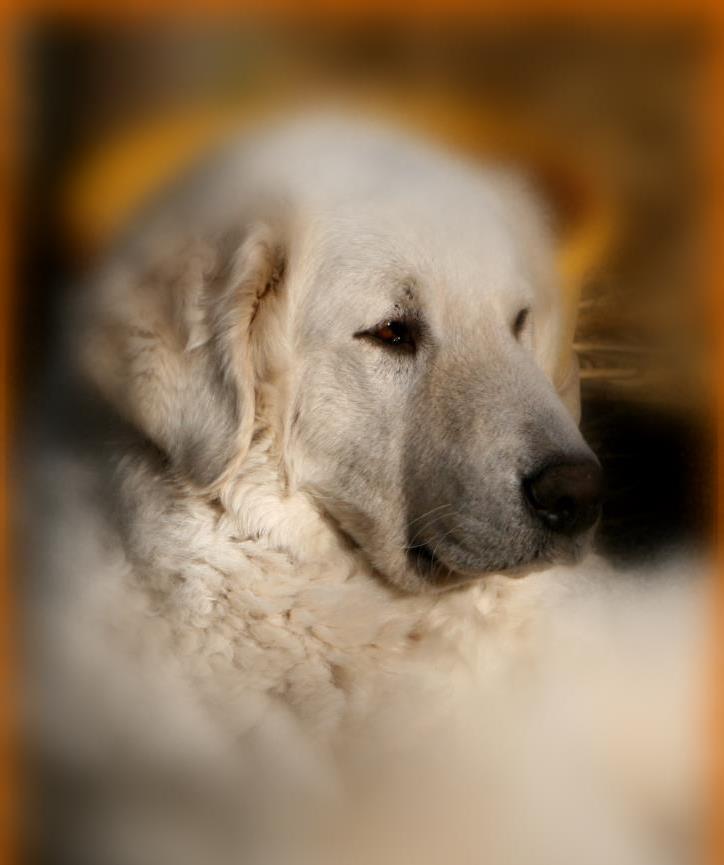 1 HUNDE Winter 013