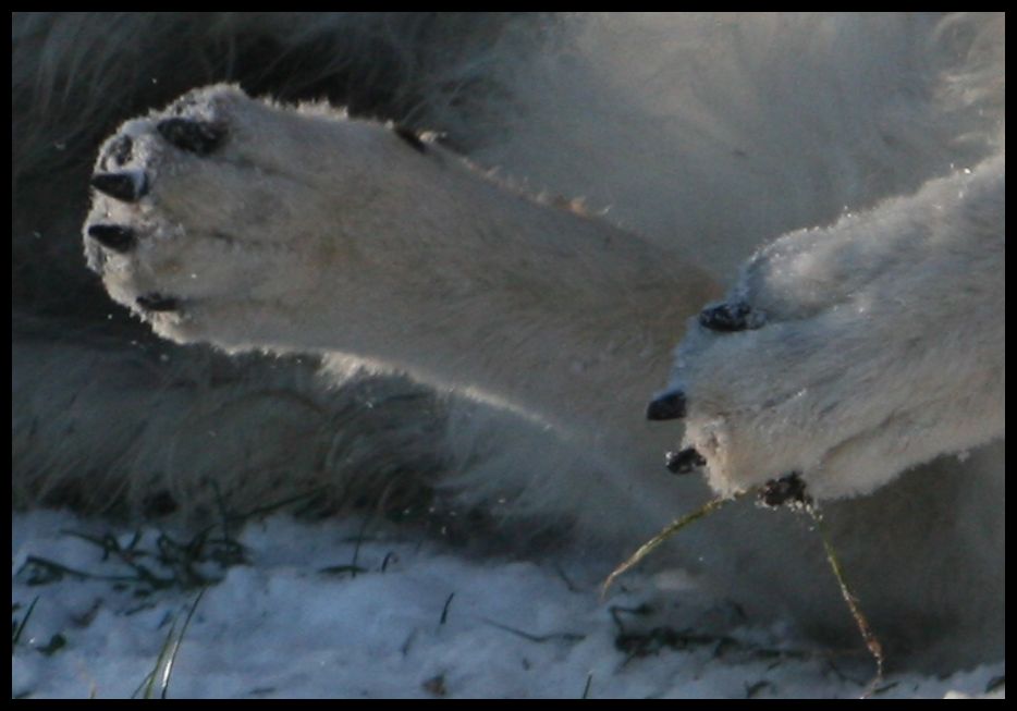 winterpaws