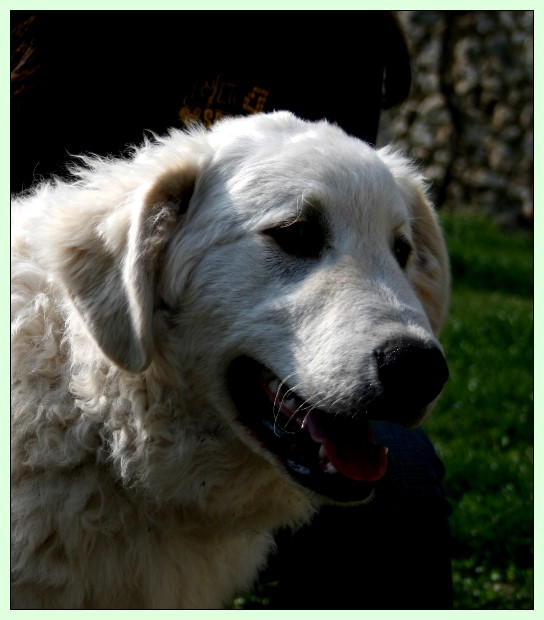 2selina,KUVASZ KIRALY 006