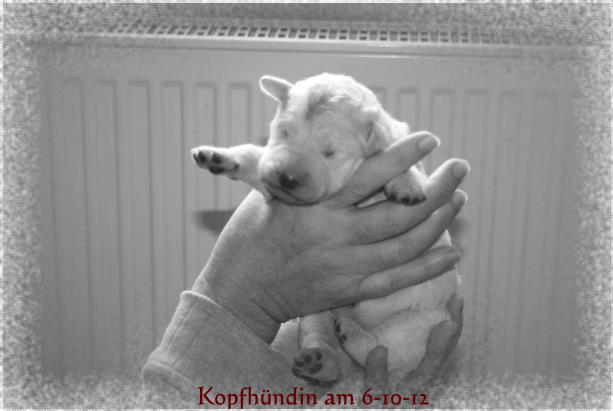 6-10-12 P Wurf KOPF Und Welpe 005