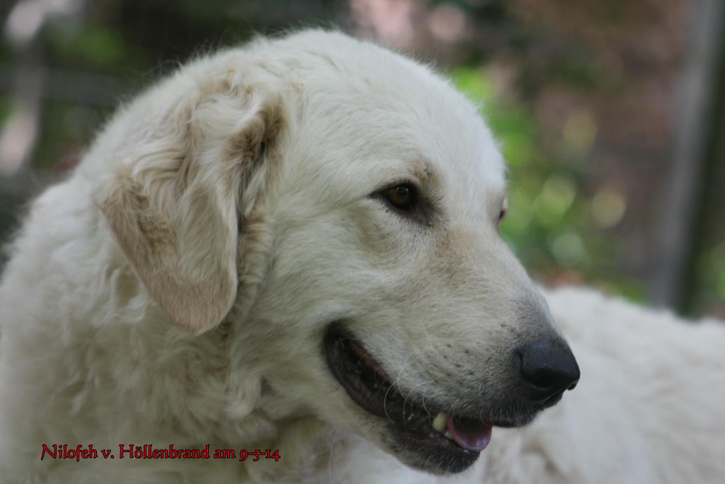 9-5-14 Rpuppies Ben Vuc NILOFEH head