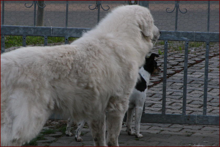 ALF am ABEND 23-6-12 009
