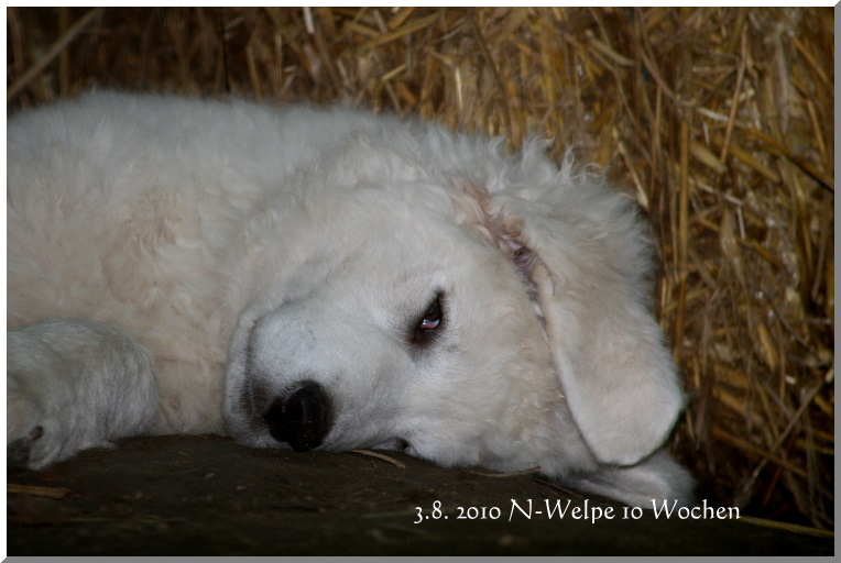 AUGUSTUS HUNDE 001