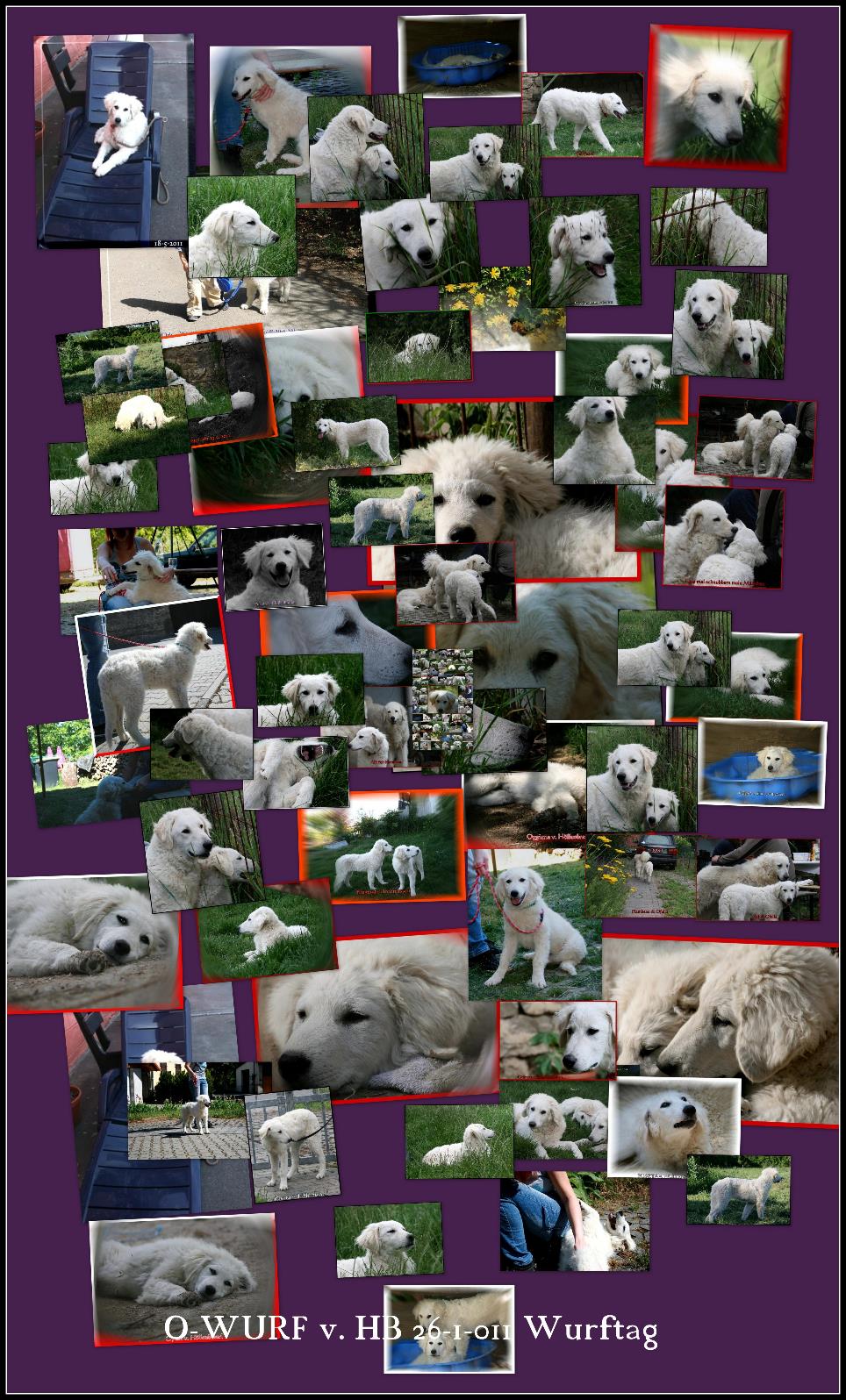 COLLAGE O WURF