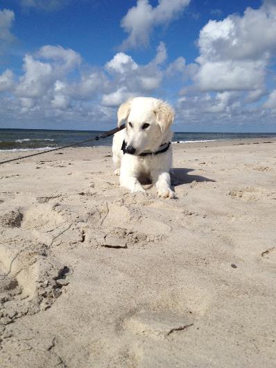 FELI AM MEER 012