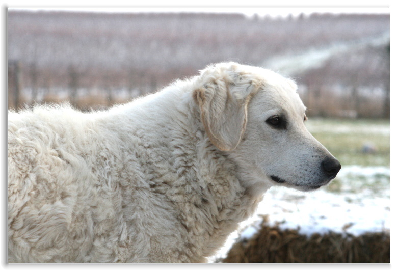 HUNDEWINTER 5.1.2o1o 009