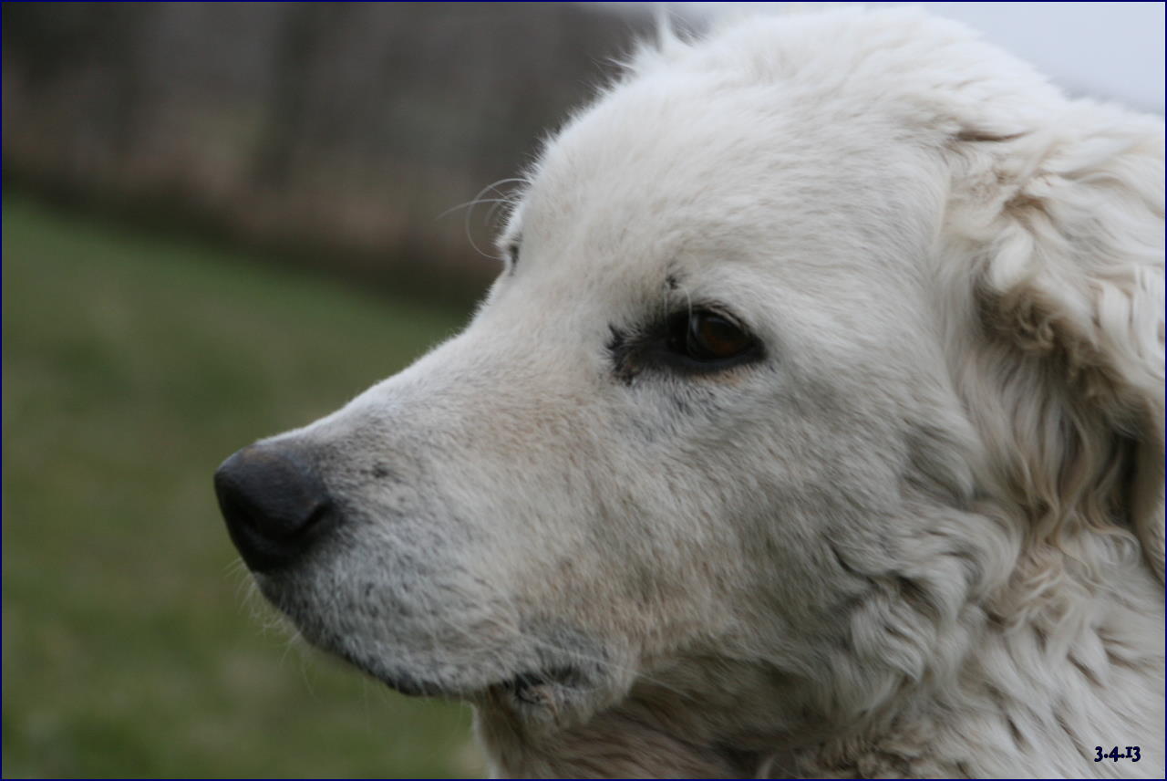 JOYKOPF mein Hund