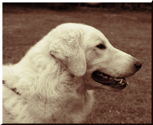 JUPI IN PORZ IN SEPIA