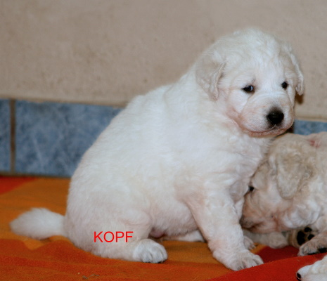 KOPF & OHNE 001