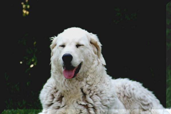Kuvasz 045