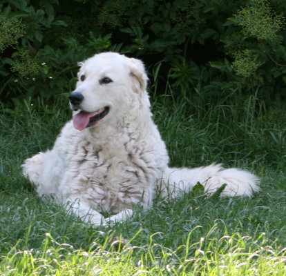 Kuvasz 051