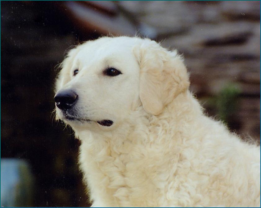 Kuvasz H�ndinTammy.jpgRA
