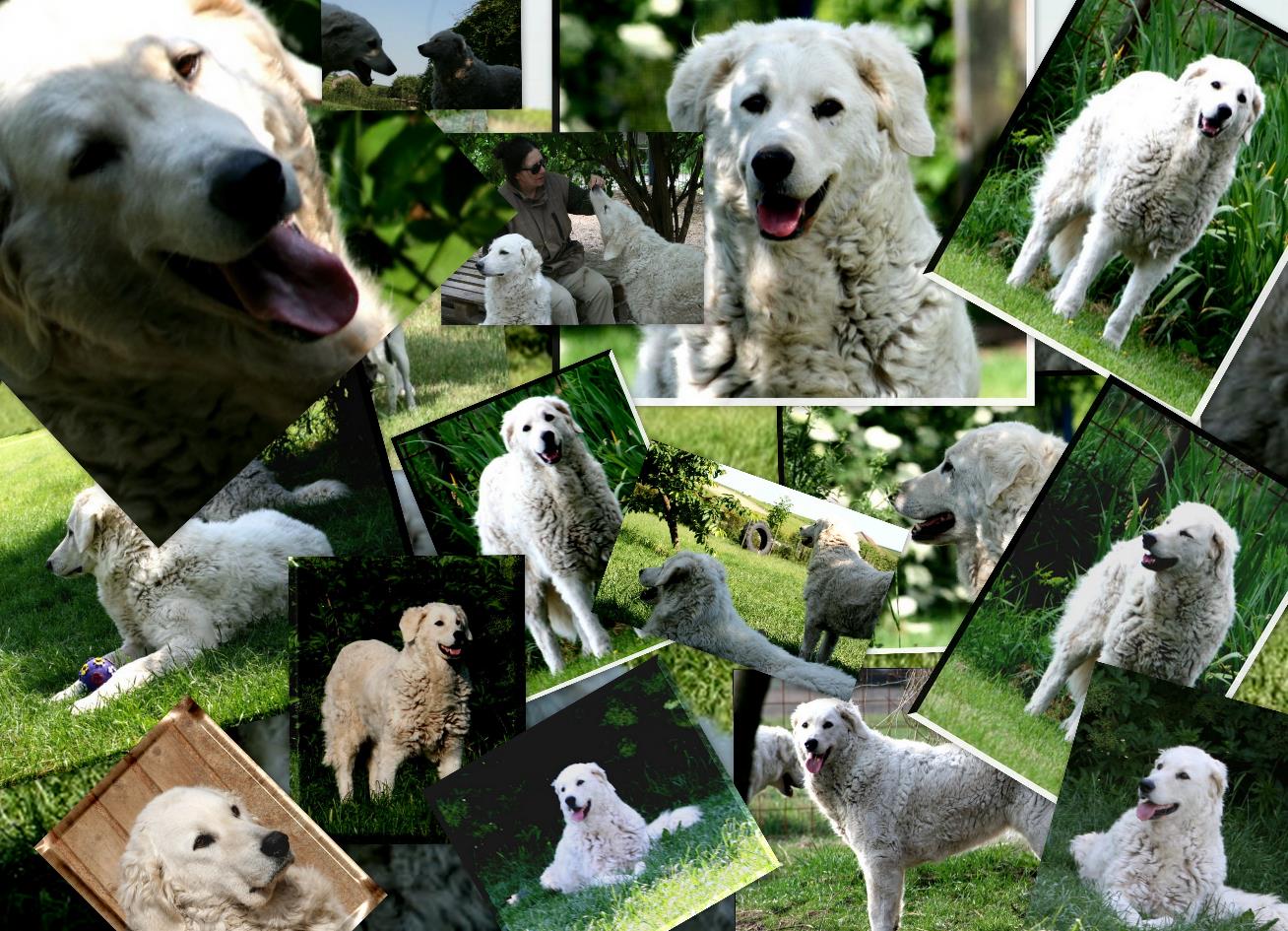 L-WELPEN 3. (. 2oo9 014.JPG xxxxcollage