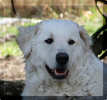 POLLY & JUPI 009