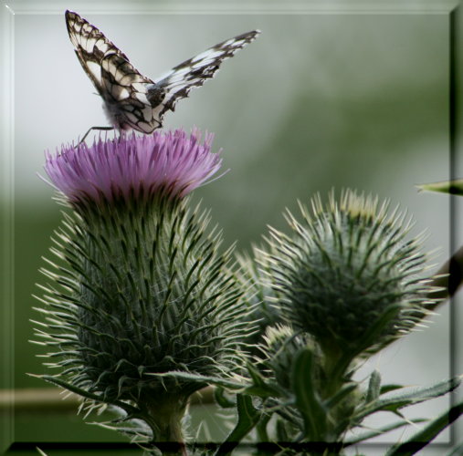Schmetterling 001