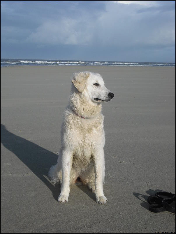 PUSZTA UND DAS MEER WEIH 11