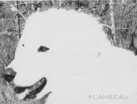 flammeschwarzweiss