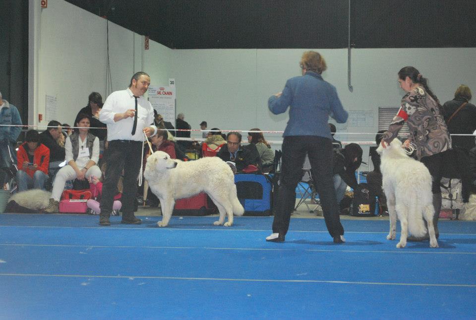 offenburg 2013